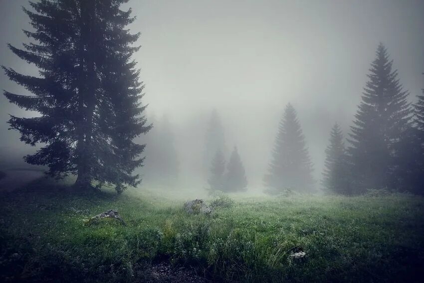 Окутывали поляны. Елки в тумане. Лес елки туман. Ели в тумане. Елки в тумане естетика.