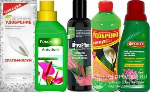 Лучшие удобрения для спатифиллума