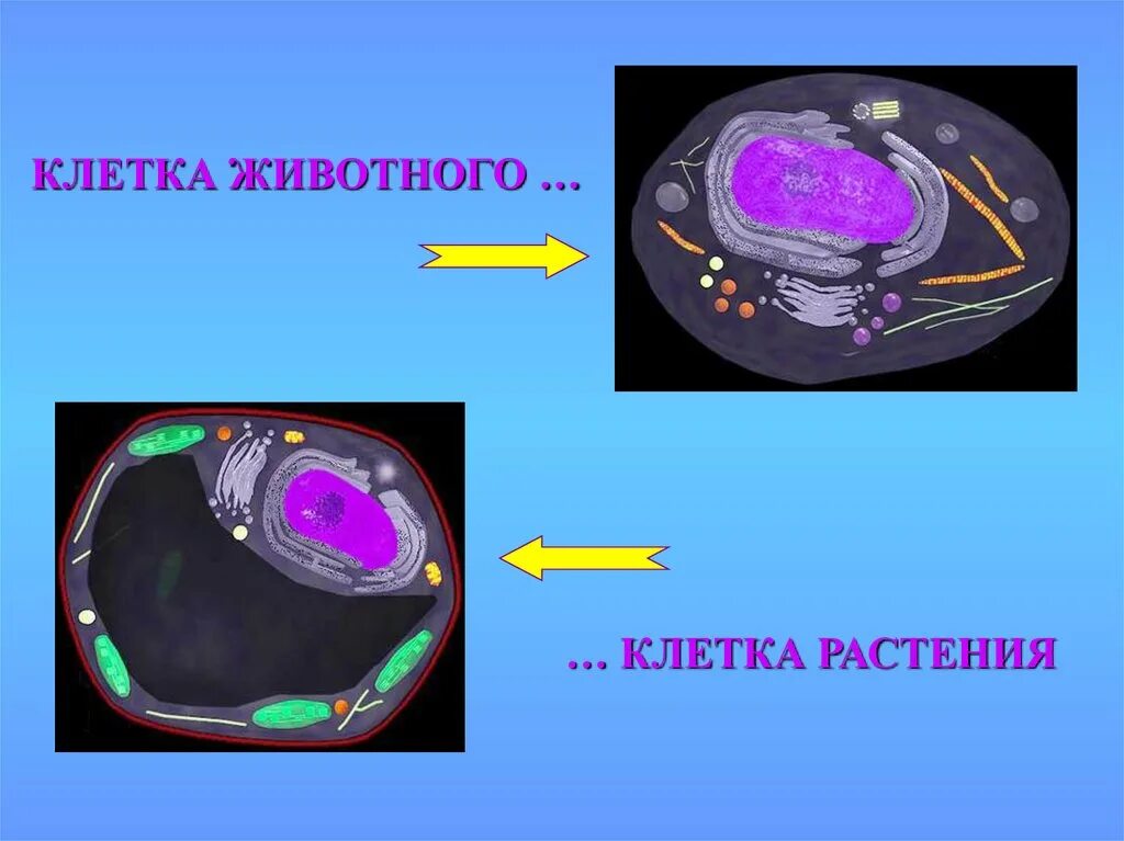 Строение клетки 10 класс биология. Проект строение клетки 5 класс биология. Клетка 10 класс биология. Биохимическое строение клетки. Строение клетки презентация 10 класс.
