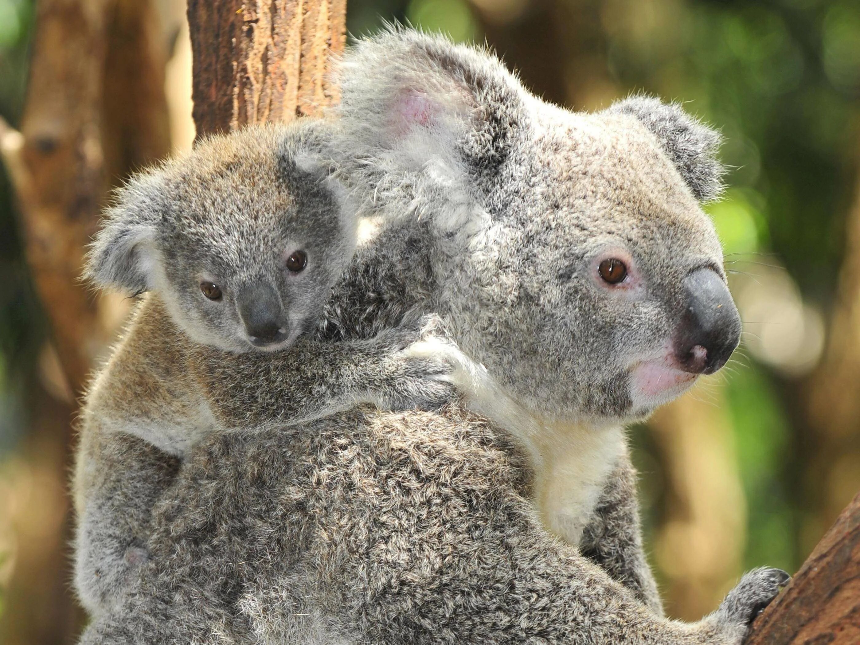 Животные Австралии коала. Коала сумчатое. Мишка коала. Сумчатые млекопитающие коала. Австралийская коала