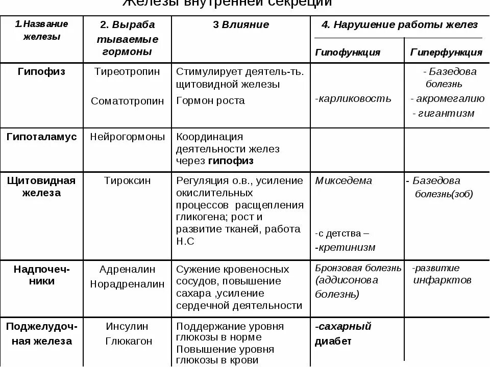 Таблица по функциям желез