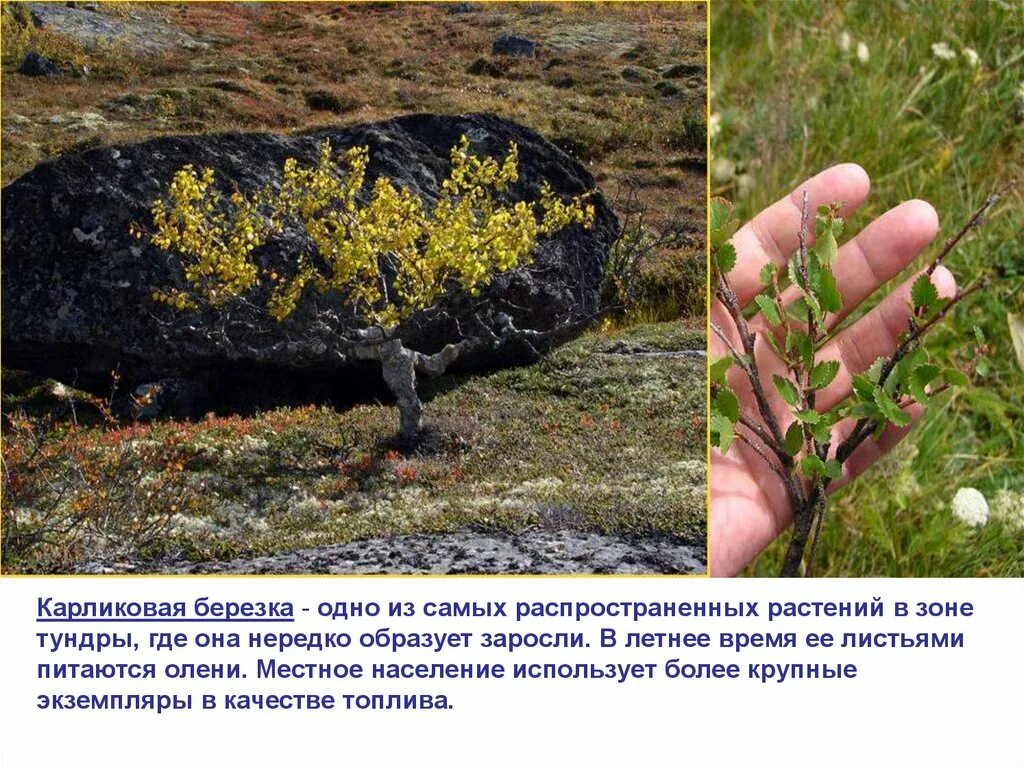 Впр береза одно из самых распространенных. Карликовая берёзка в тундре. карликовая береза в лесотундре. карликовая берёза в северной америке. карликовая берёза в тундре.