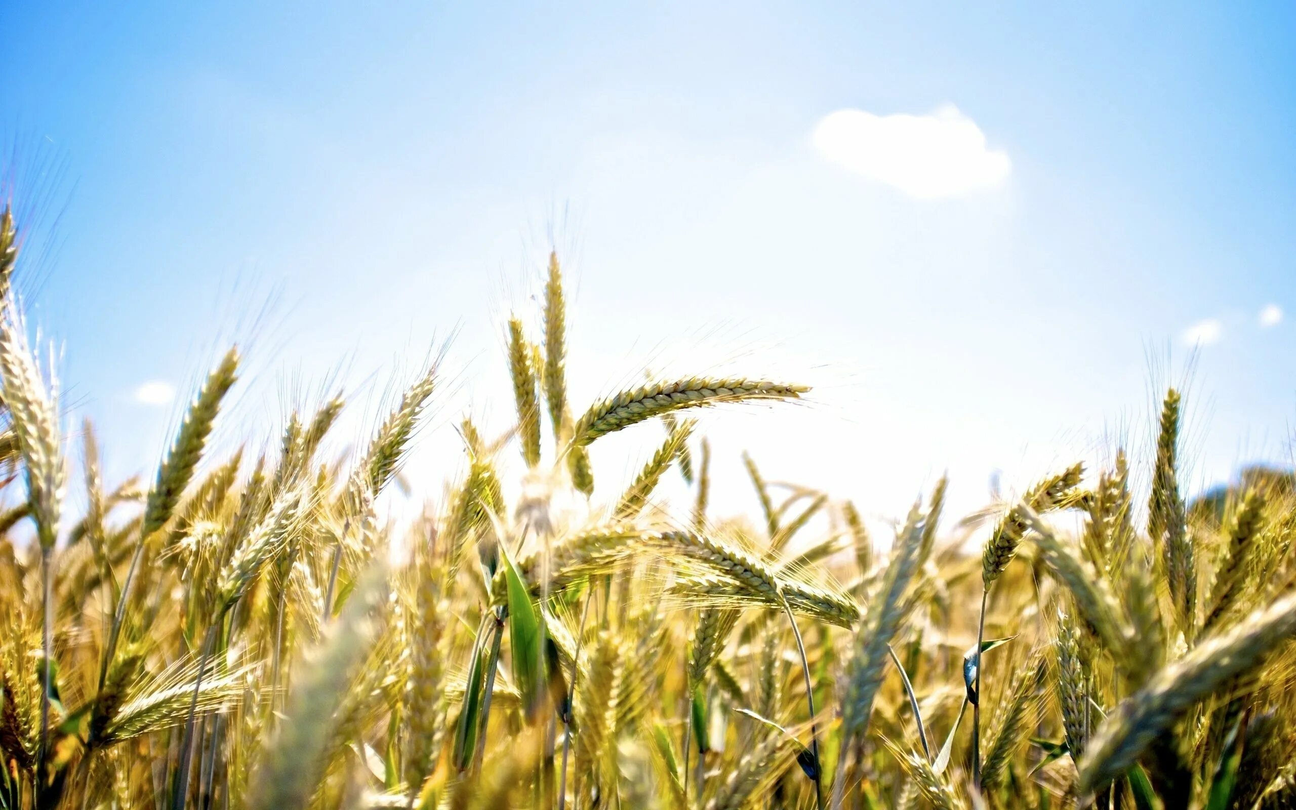 Растениеводство. Пшеница Яровая Алабуга. Поле пшеницы. Колосья. Пшеничное поле панорама.