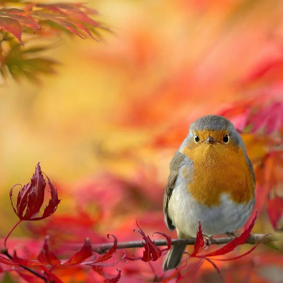 Autumn birds. Осенние птицы. Птицы в листве. Птицы в осеннем лесу. Птицы осенью.