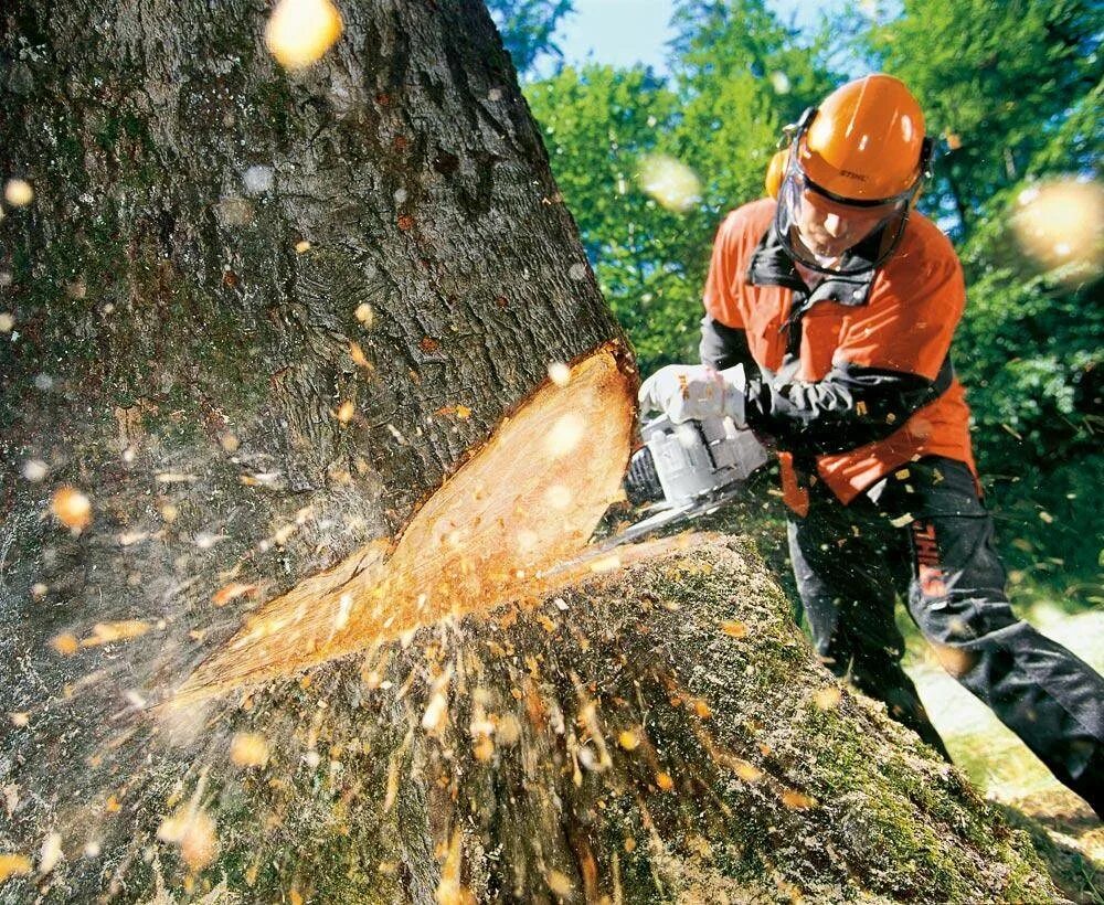 Пилит дерево. Распилка дерева. Лесоруб спиливает дерево. Husqvarna 562xp. Спил дерева.