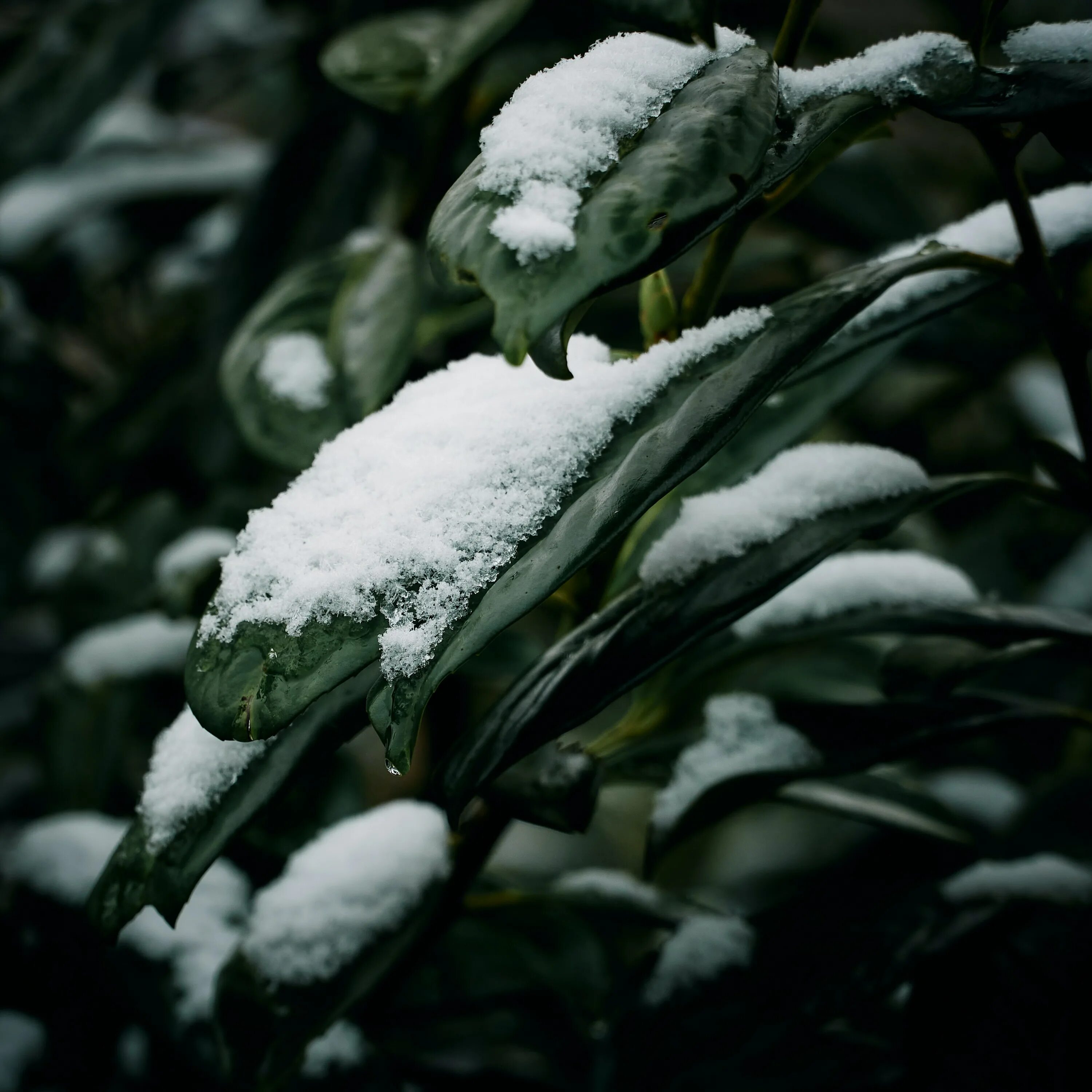 Snow leaf