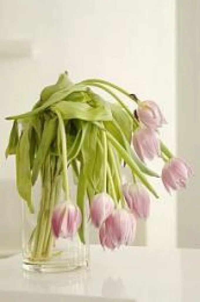 Что делать если тюльпаны завяли. Тюльпаны в вазе. Вялые тюльпаны. Завядшие тюльпаны. Завявшие цветы в вазе.