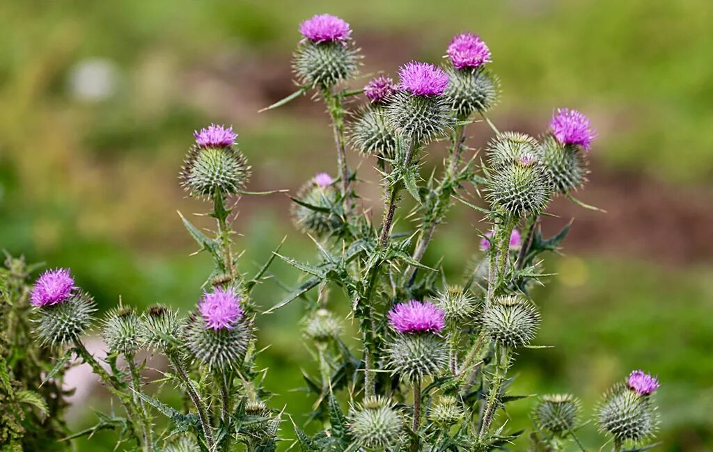 искусственные цветы колючки. расторопша (марьин чертополох). как 2 колючка. колючка макро. фото колючки в пустыне.