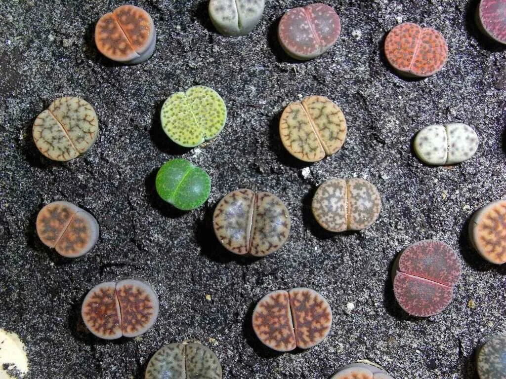 Литопсы посев семян. Литопс живые камни семена. Живые камни литопсы из семян в домашних. Литопсы рост.