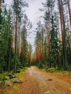 Лесная выборгская