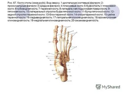 Проксимальная стопа