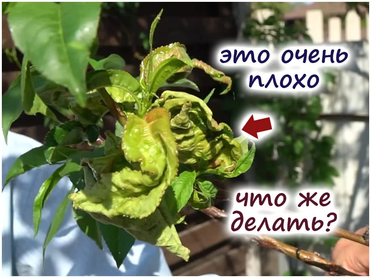 Чем обработать персик от курчавости листьев весной. Курчавость персика. курчавость листьев персика. курчавость листьев персика методы борьбы. листья персика скручиваются.