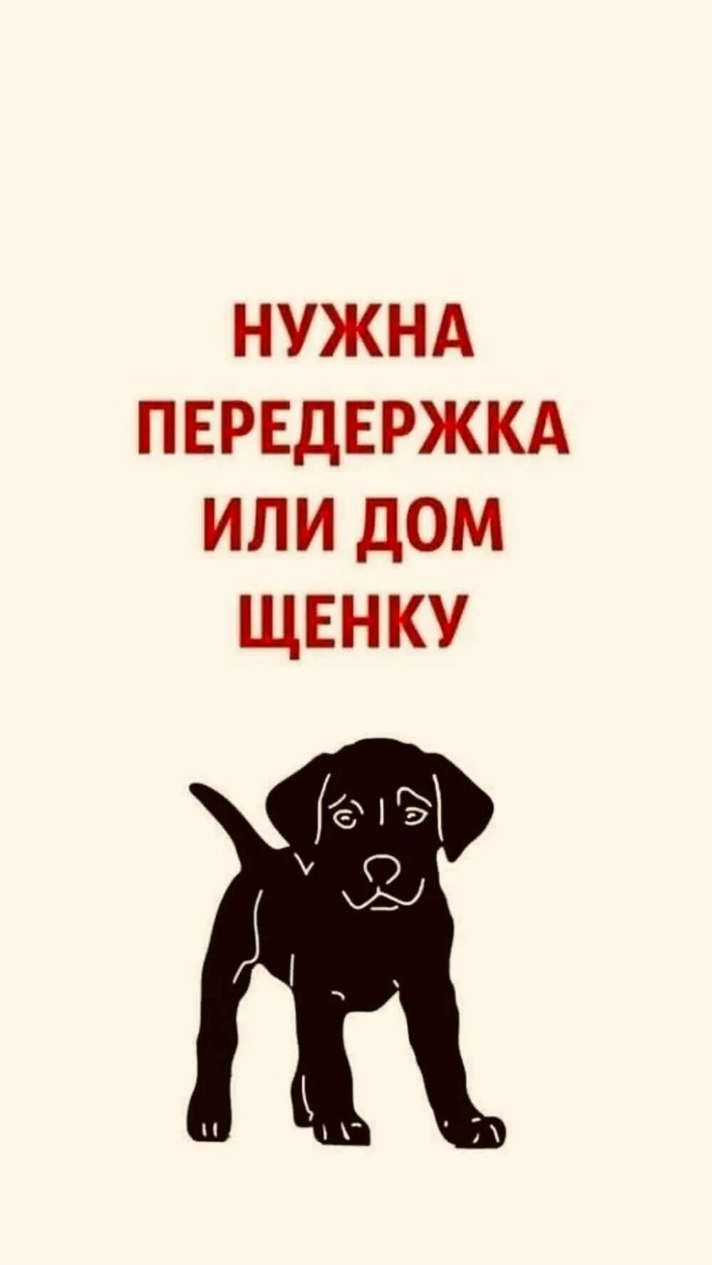 Щенку нужна помощь. Ищу передержку для собаки. нужна передержка или дом. щенок ищет передержку или дом. щенкам нужна передержка или дом.