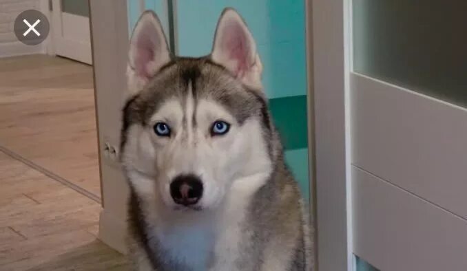 хаски ануко. хаски здоровается. хаски я не строю. хаски хаски ищет и хаски я бандит и не строю глазки. хаски я не строю.