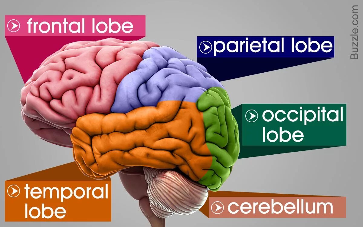 Information about Brain. Facts about the Human Brain. Physical structure of the Human Brain.