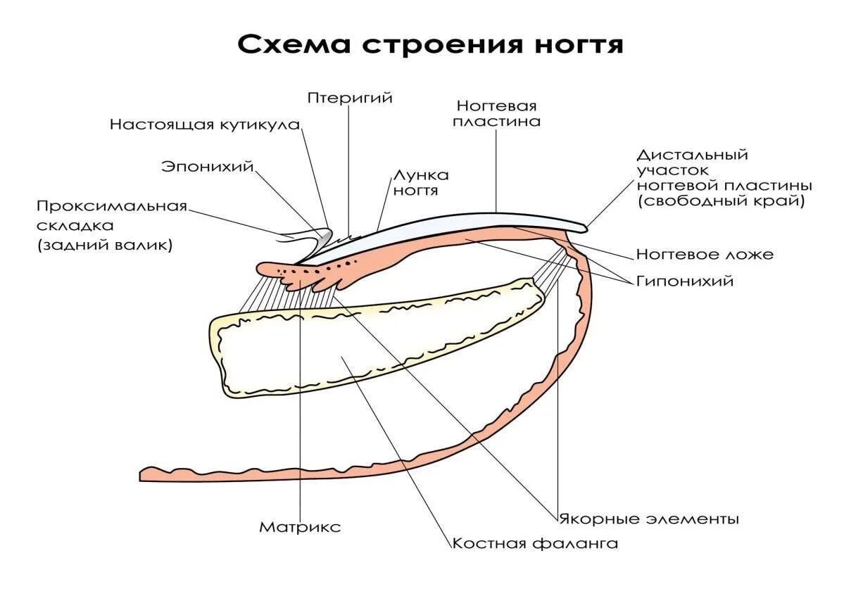 Элементы нп