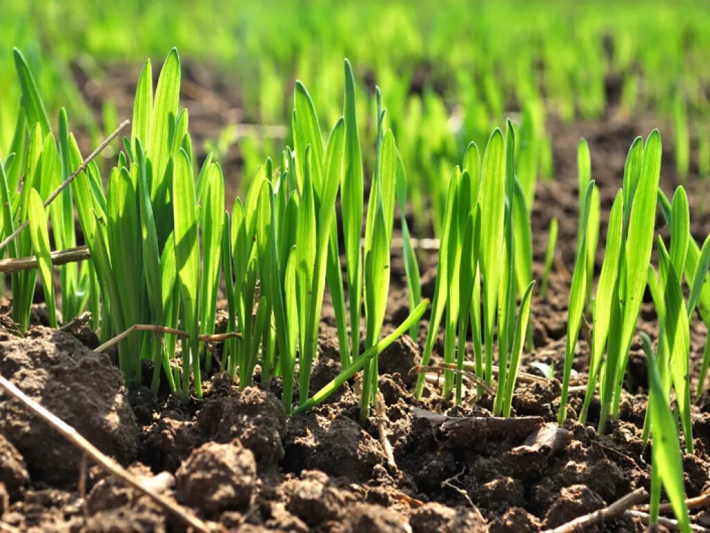 Условия выращивания ячменя. Пшеница зеленые всходы. Озимая пшеница всходы кущение. Ячмень почвы. Всходы озимой пшеницы.