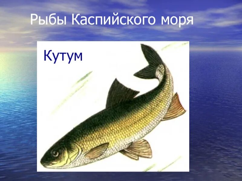 Рыбы Каспийского моря. Виды рыб обитающих в Каспийском море. Рыба обитающая в Каспийском море. Хищные рыбы Каспия. Какая рыба водится в каспийском