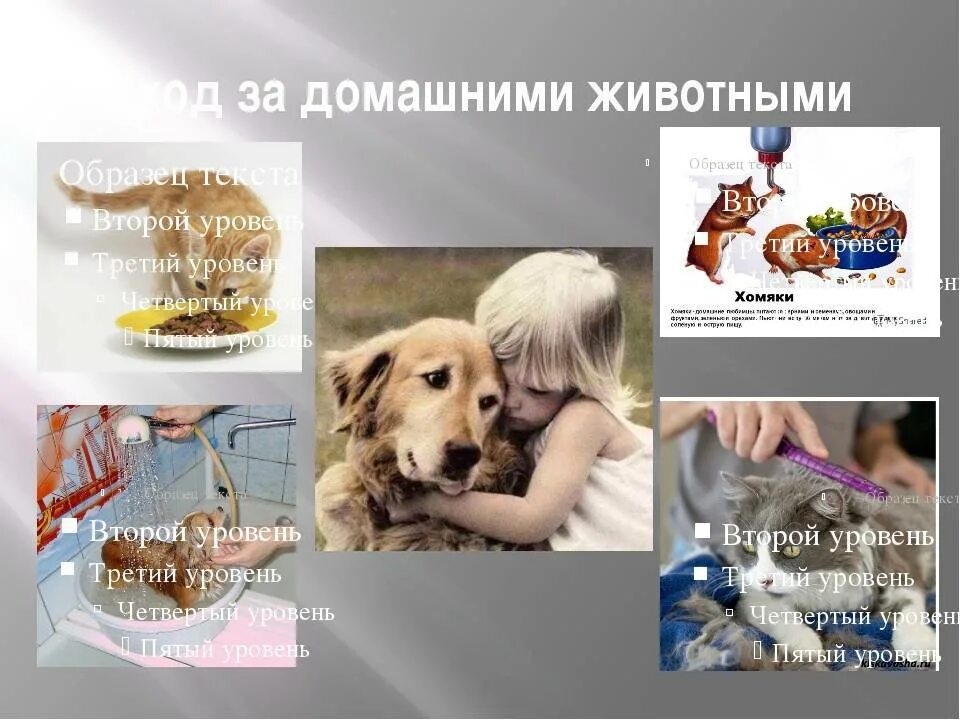 Предметы используемые для ухода за домашними питомцами. Уход за домашними животными. как ухаживать за домашними животными. как ухаживать за домашними животными для детей. уход за домашним питомцем.
