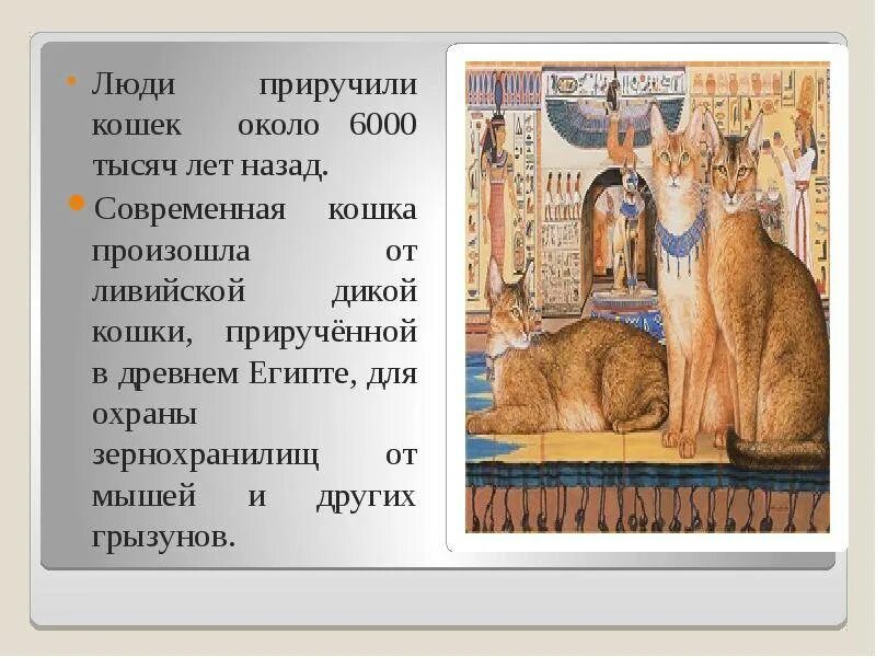 Как приручить кошку. История приручения кошки человеком. Как приручить кошку. Как человек приручил кошку. Для чего человек приручил кота.