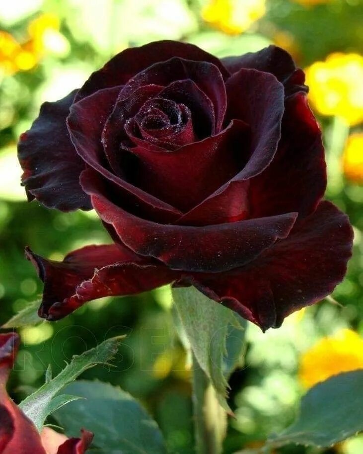 Блэк баккара (black baccara). Розы блэк баккара букет. Баккара цвет. Баккара цвет. Баккара цвет.