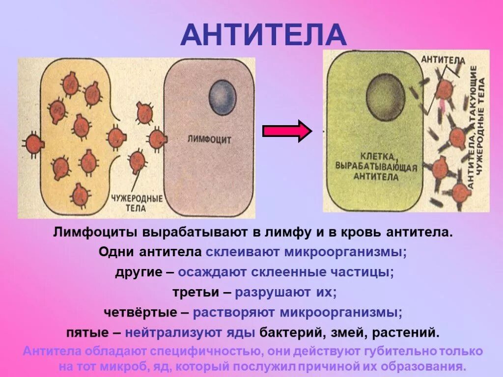 В организме человека антитела вырабатывают