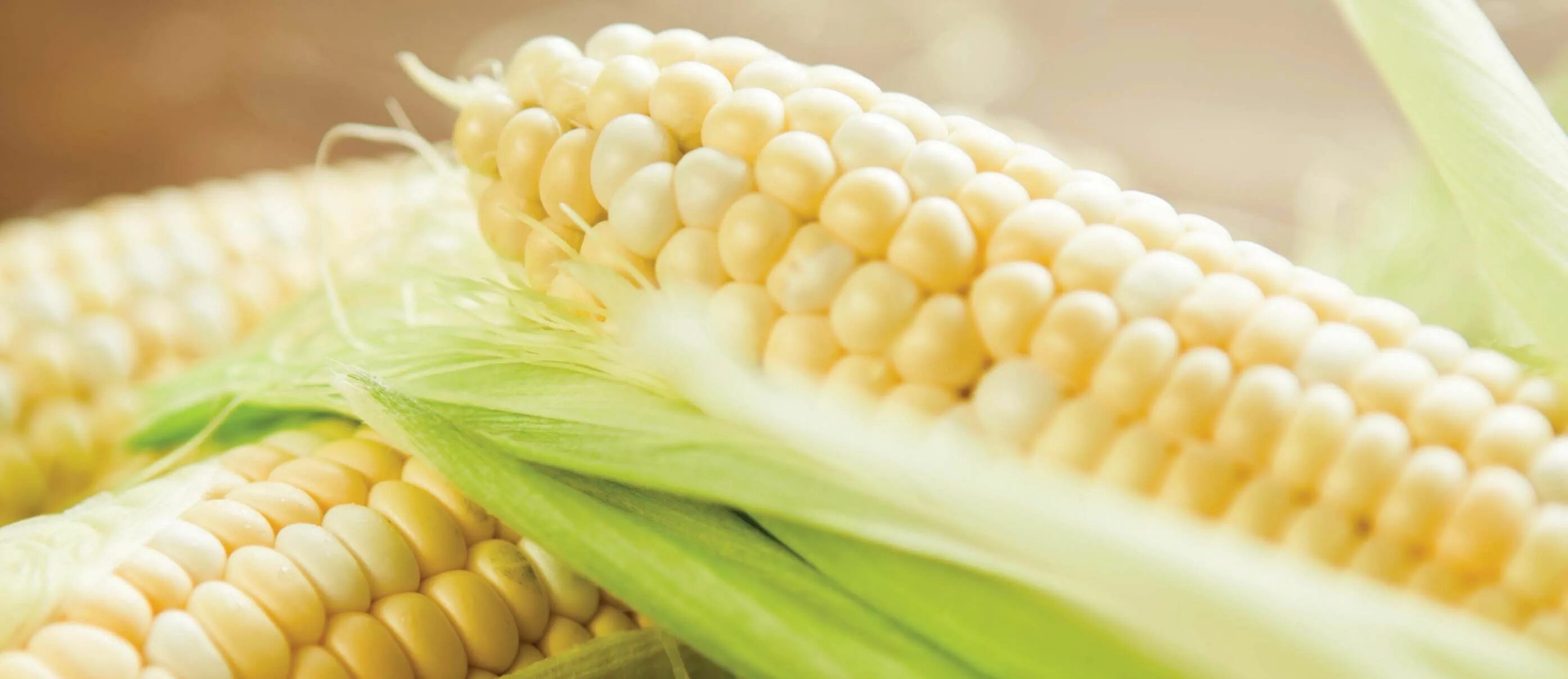 Южный гельминтоспориоз кукурузы. Горячая кукуруза. Кукуруза вызывает. Кукуруза вега. Кукуруза вызывает.