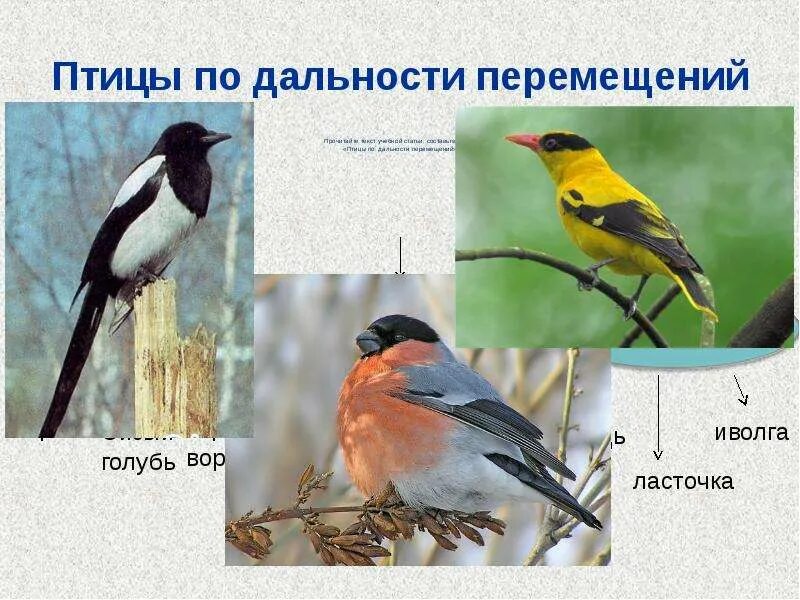 Птицы перемещение. Птицы в движении. Полет птицы схема. Способы перелета птиц. Как летают птицы клином.