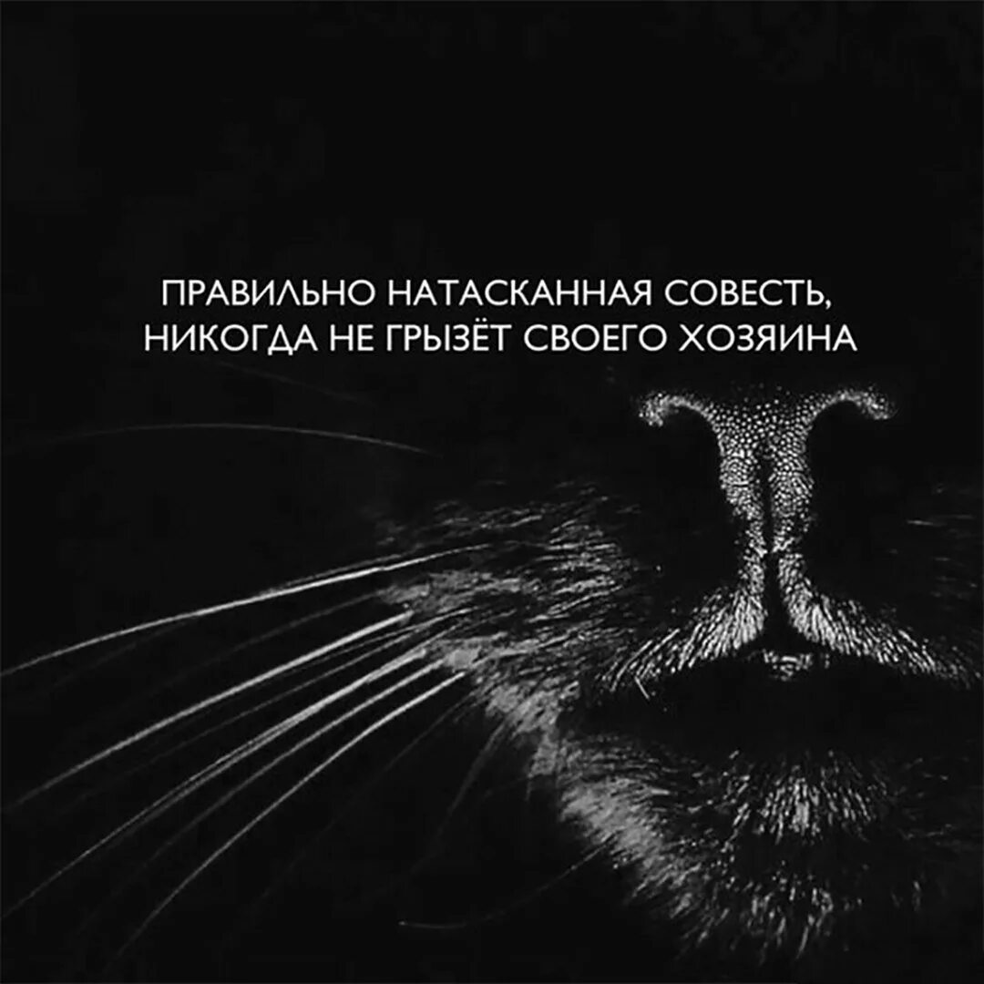 Пушкин совесть когтистый зверь. Правильно натасканная совесть никогда не грызет своего хозяина. Цитаты про кошек. Правильно натасканная совесть. Афоризмы про совесть смешные.