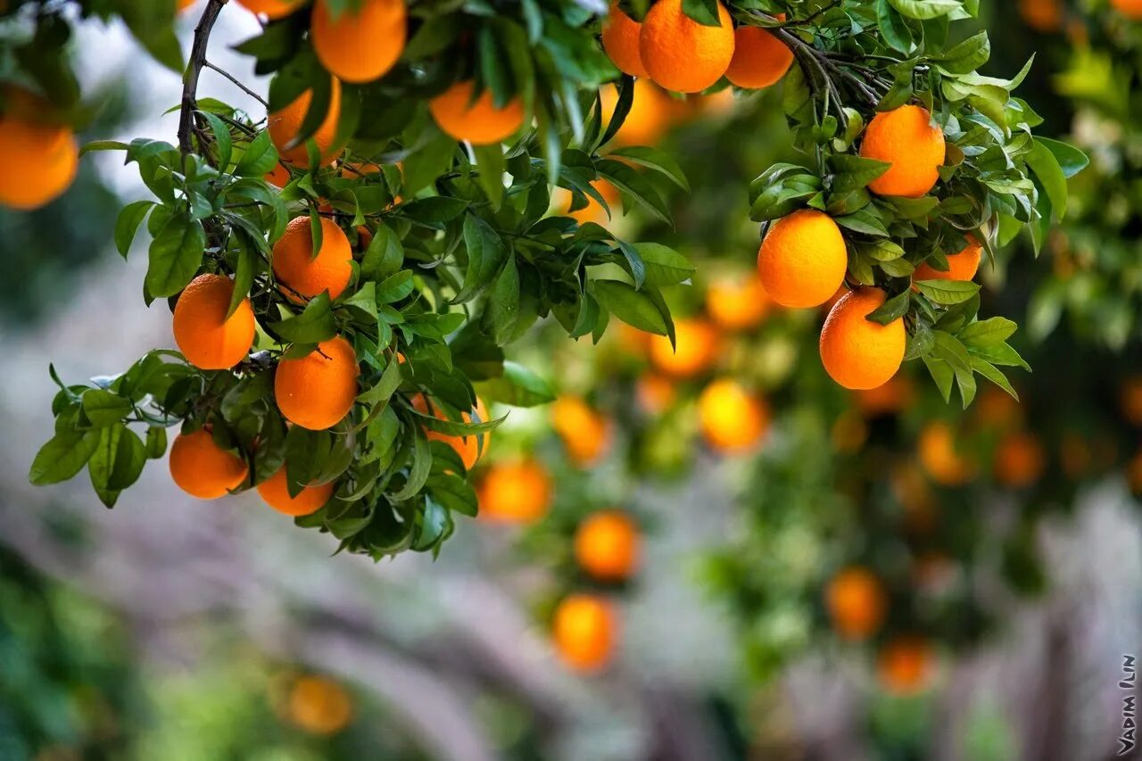 На дереве висят мандарины сначала. Мандарин сорт сентябрьский. Мандариновое дерево в Абхазии. Абхазия апельсины на дереве. Апельсиновое дерево в Абхазии.