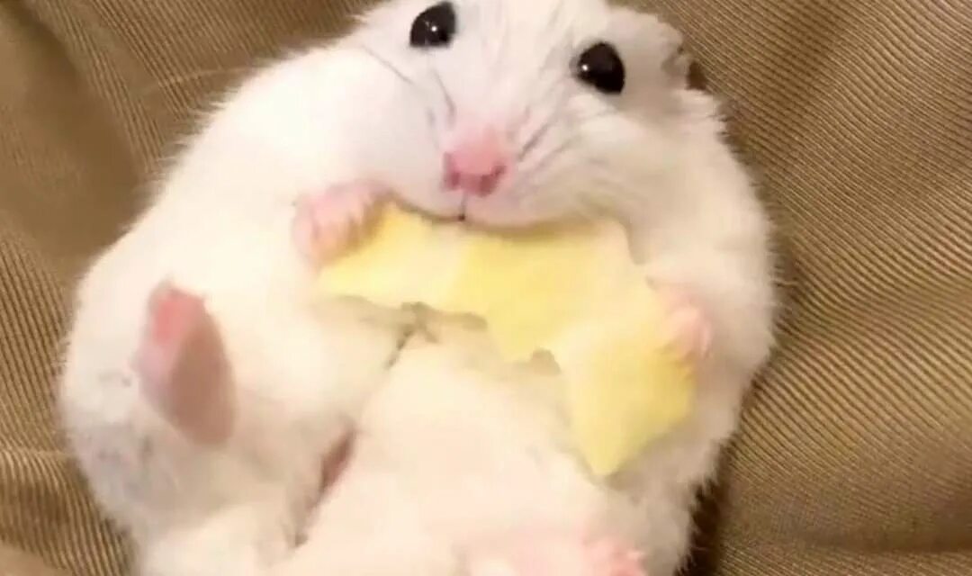 Милый хомячок. 28 июня hamster. 28 июня hamster. 28 июня hamster. Джунгарский хомячок черный.