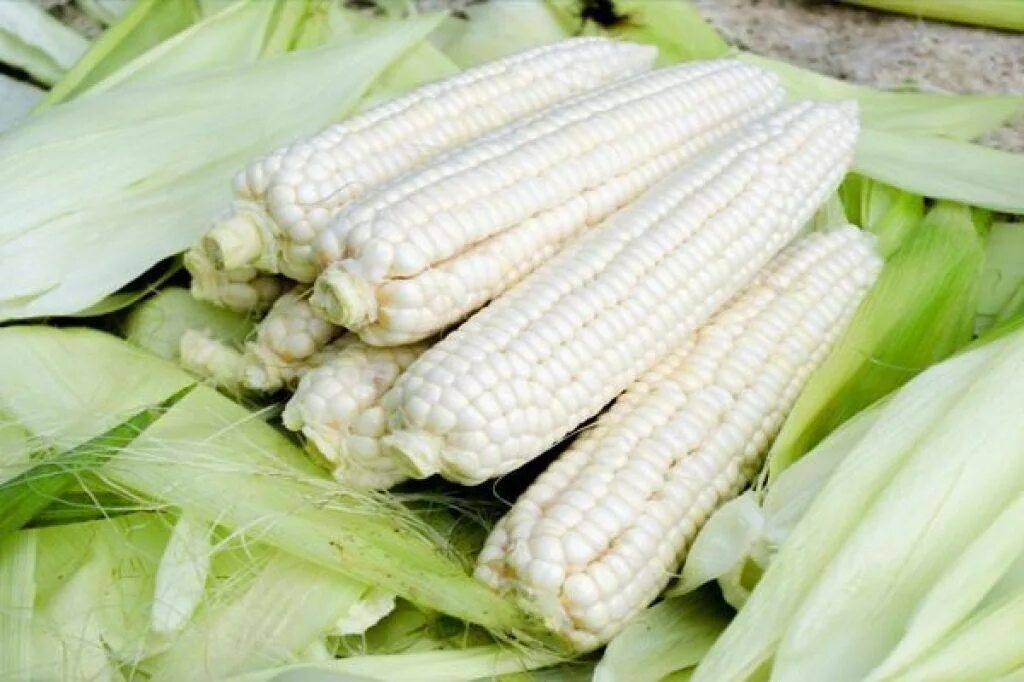 Зеленый овощ похожий на кукурузу. Кукуруза белая сорта. Кукуруза ледяной нектар. Кукуруза snow white. Белая кукуруза.