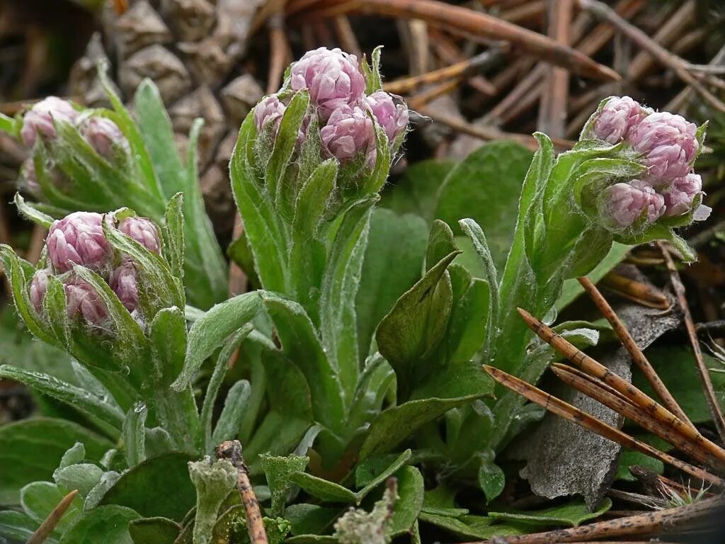 Антеннария Кошачья лапка. Кошачья лапка двудомная Antennaria dioica. Антеннария (Кошачья лапка) Alba. Какая кошачья лапка