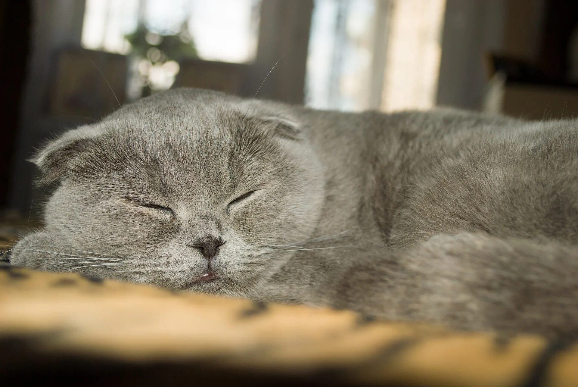 Спящий серый кот. Шотландская вислоухая кошка. скоттиш фолд серый. шотландская вислоухая кошка серая.