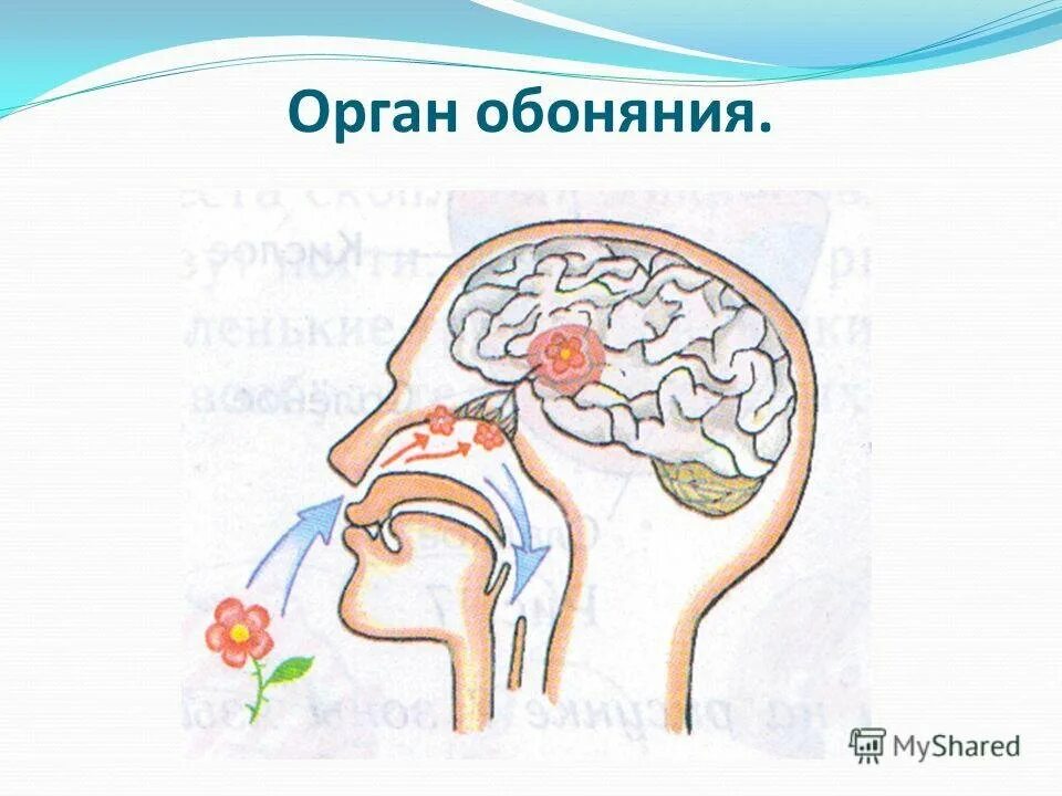 Как работает обоняние. Обоняние строение. орган обоняния у человека.