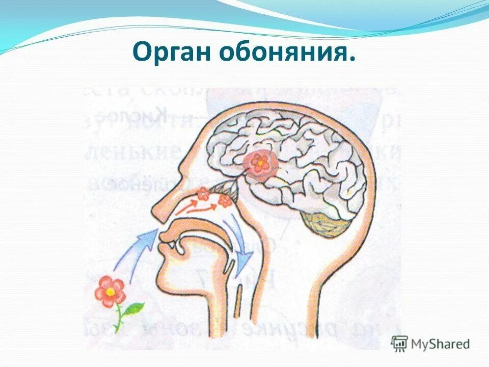 Обоняние строение. Орган обоняния анатомия строение. Строение органа обоняния рисунок. Орган обоняния нос строение. Орган обоняния строение картинки.