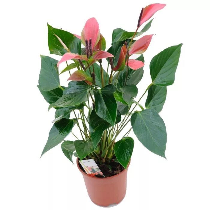 Антуриум корни. Антуриум цветок пересадка после покупки. Перевалка антуриум. Пересадить антуриум. Антуриум лиановидный.