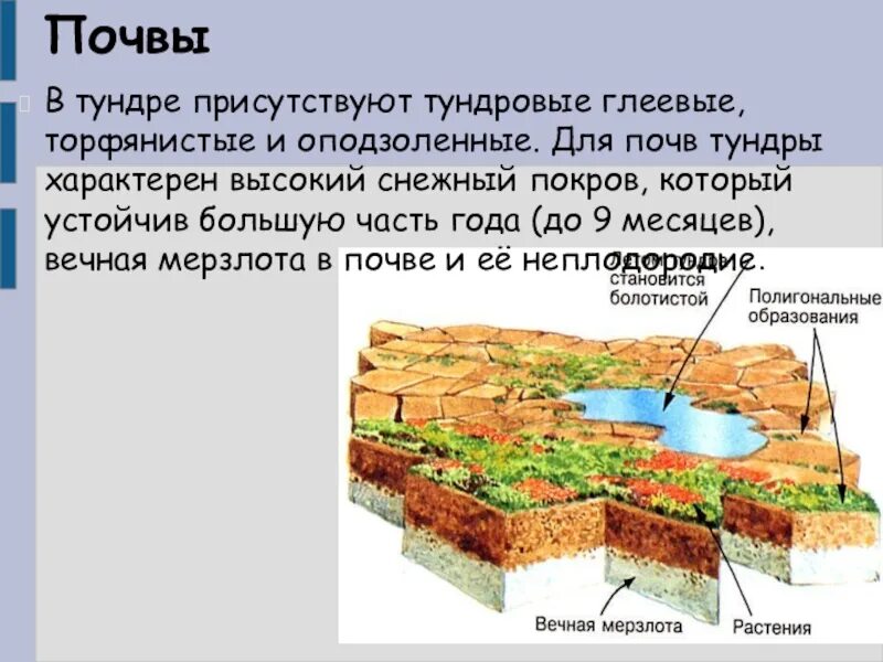 Тундрово-глеевые болотные почвы. Тундра почва тундрово-глеевые. Почвы тундры в России 8 класс. Тундровые глеевые оподзоленные. Почвы и их свойства тундры