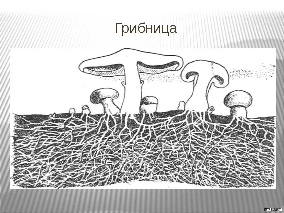 Мицелий гриба растет только первые. Мицелий грибов это в биологии. Мицелий грибов 5 класс биология. Мицелий гриба биология. Мицелий грибов схема.