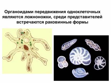 Органоиды движения амебы