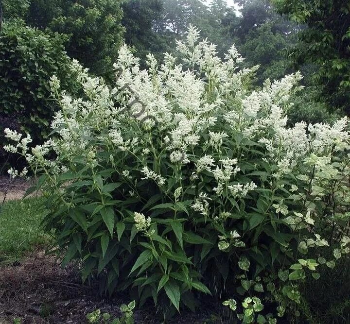 Горец изменчивый фото. Горец Персикария изменчивый. Горец полиморфный. Горец метельчатый куст. Цветок Горец изменчивый.