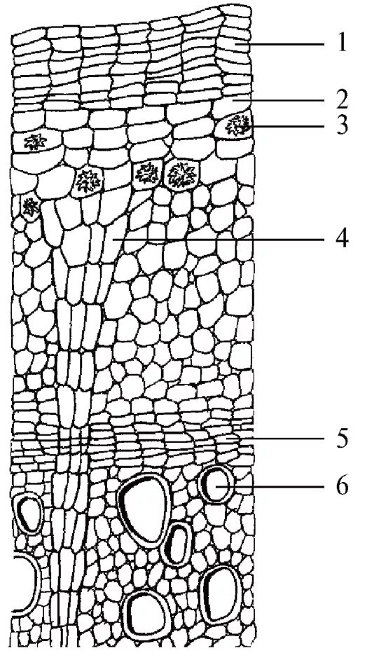 Микроскопический анализ лекарственного растительного. Микроскопия корня солодки. Корень ревеня микроскопия. Микроскопия корня солодки поперечный срез. Корни солодки микроскопия рисунок.