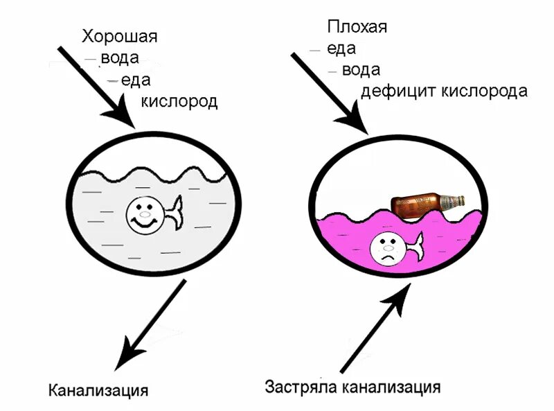 Питание клеток организма человека. Питание клетки человека. Клеточное питание для человека. Что нужно клетке. Участвует в питании клеток