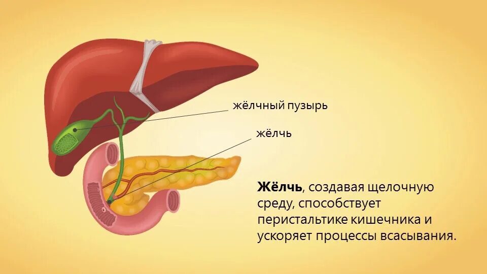 Панкреатический сок печени. Поджелудочная железа железа смешанной секреции. Желчь,желчный пузырь ,желчеобразование. Желчный пузырь биология 8 класс.