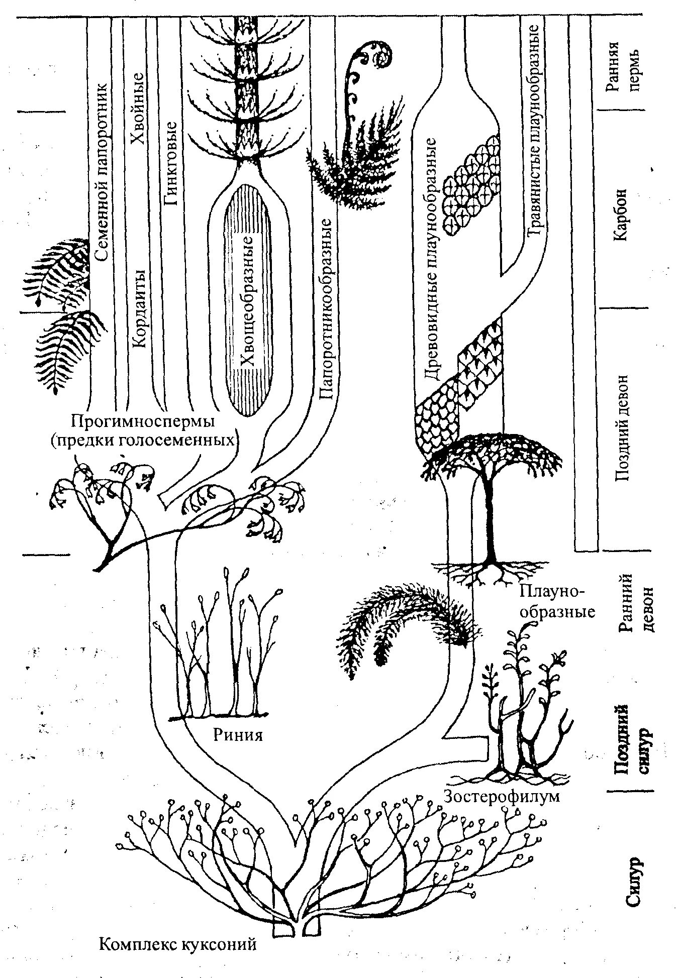 Подразделения палеонтологии для растений. Палеонтология риниофиты. Палеонтология таблица растений. Почвообразователь это в биологии. Список наземных растений