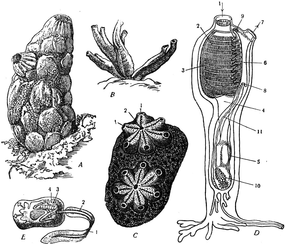 Образ жизни асцидии. Асцидия пурпурная метаморфоз. строение личинки асцидии. асцидия пурпурная подтип. асцидии асцидии.