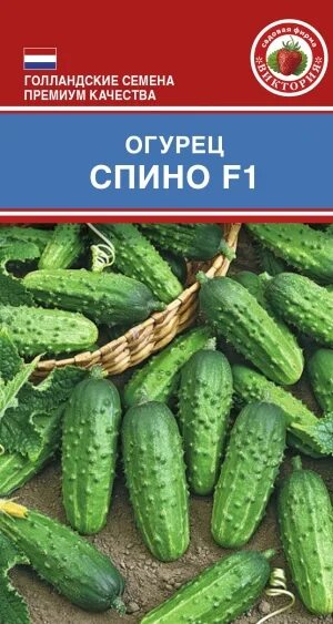 Огурец аннушка. Огурец антошка ф 1. Огурцы аннушка описание. Огурец аннушка f1 0,3 г. Огурец аннушка f1.