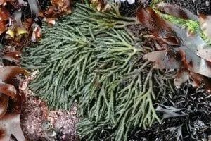 Съедобная водоросль 9 букв