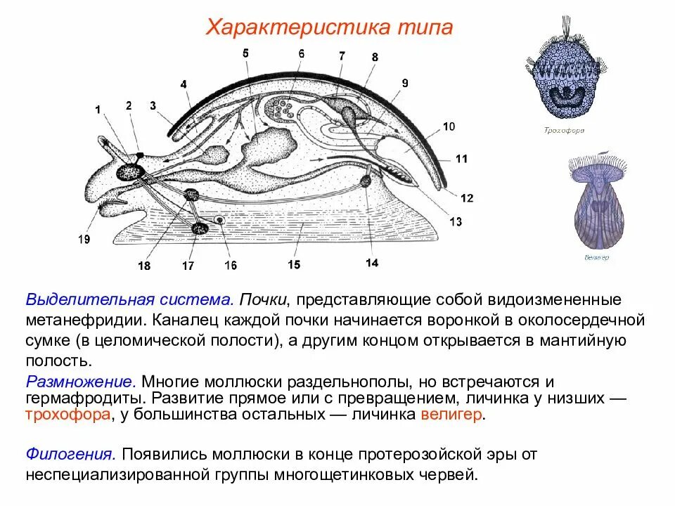 Органы размножения открываются в мантийную полость. Выделительная система моллюсков. Выделительная система моллюсков схема. Тип моллюски выделительная система. Класс брюхоногие моллюски выделительная система.