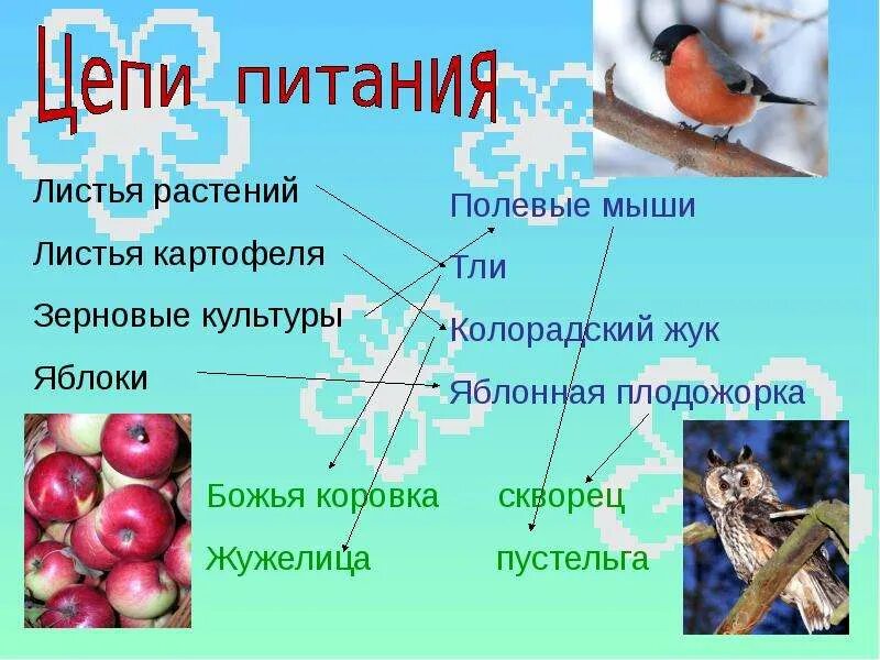 Незаметные защитники урожая. Незаметные защитники урожая презентация. презентация по окружающему миру незаметные защитники урожая. незаметные защитники урожая 4 класс. доклад на тему незаметные защитники урожая.